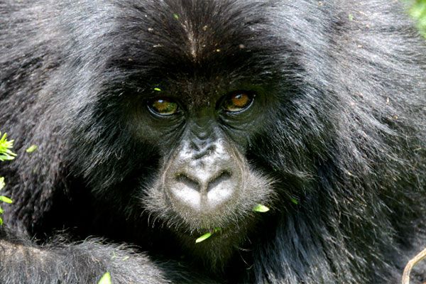 gorillas 1 3b078470