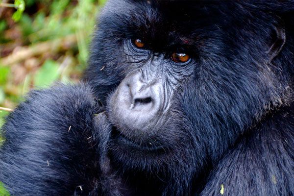 gorillas 6 43f79710