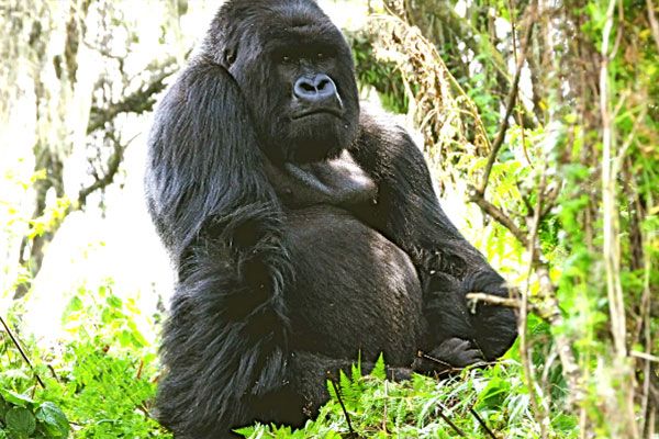 gorillas 2 496f937e