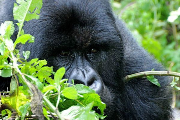 gorillas 01 52185ada