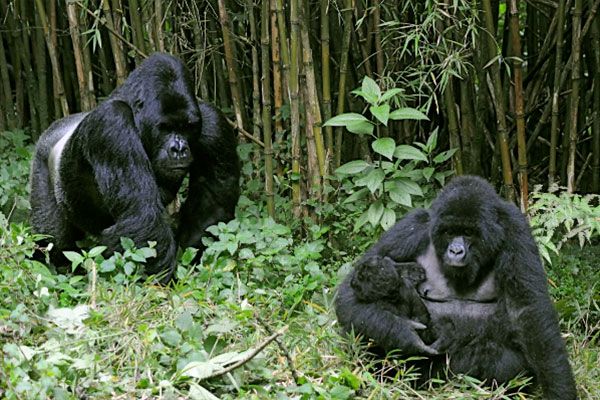 gorillas 11 704ea4c6