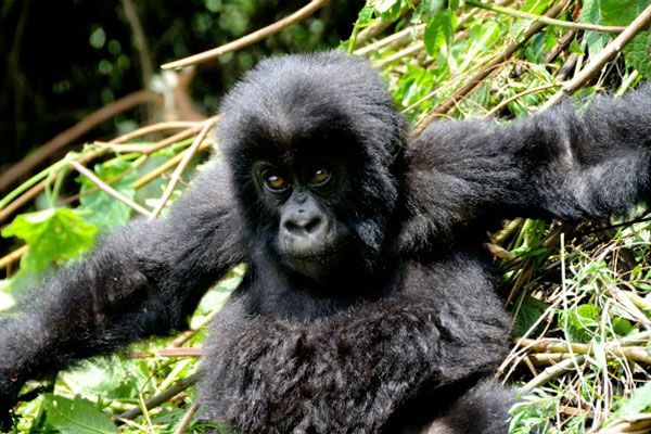 gorillas 4 c6664bb8