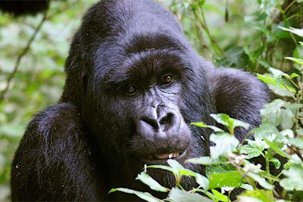 Real Gorillas 3 gorillas 12 f000be48