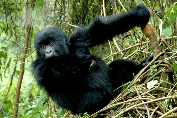 gorillas 7 f9115385